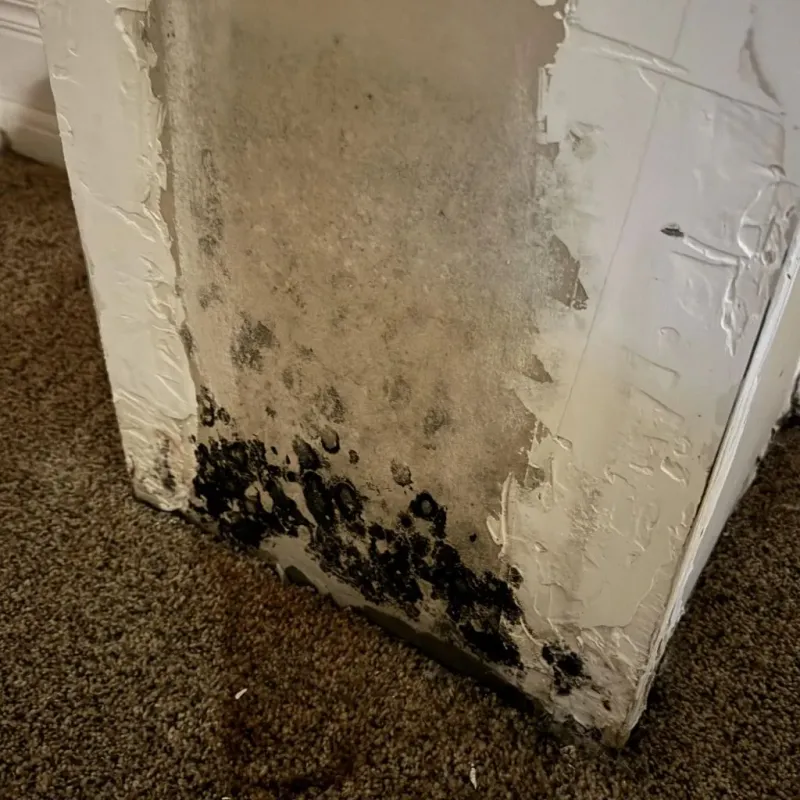 Professional Mold Removal in Park Hill, OK
